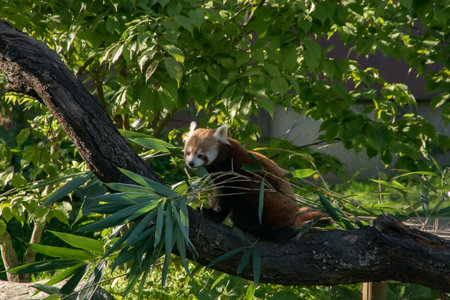 A red panda eating bamboo on a treeの写真素材