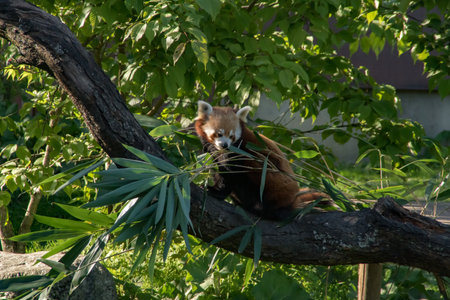 A red panda eating bamboo on a treeの写真素材