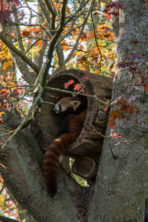 A red panda in it's house in a treeの写真素材