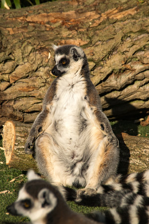 A Ring tail lemur sun bathing in a zooの写真素材