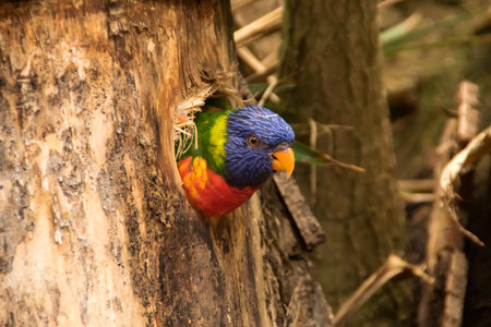 Lorikeet sticks it's head out of a nesting boxの写真素材