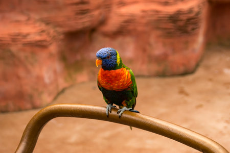 A Lorikeet sitting on a stroller in a zooの写真素材