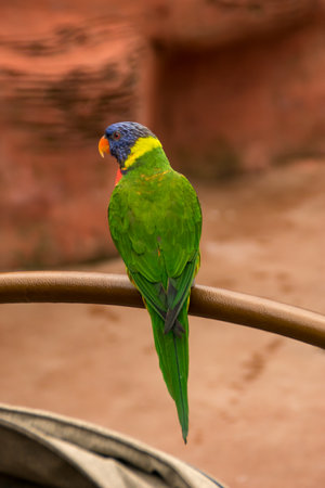A Lorikeet sitting on a stroller in a zoo