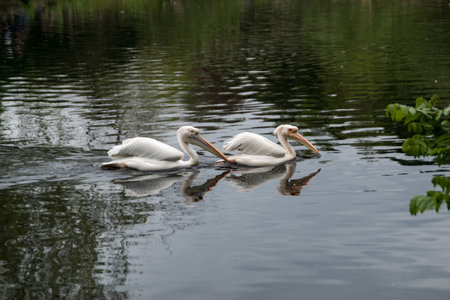 Dalmatian pelicans swimmingの写真素材