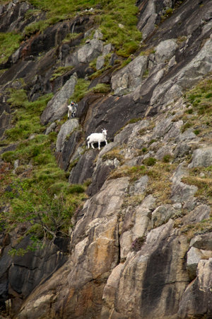 wild goats in the Lysefjord in norwayの写真素材