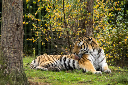 A tiger is cleaning itself between the trees