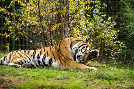 A tiger is cleaning itself between the trees
