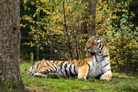 A tiger is cleaning itself between the trees