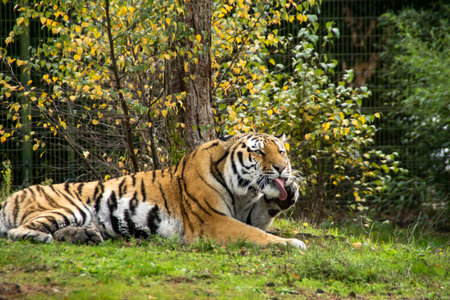 A tiger is cleaning itself between the trees