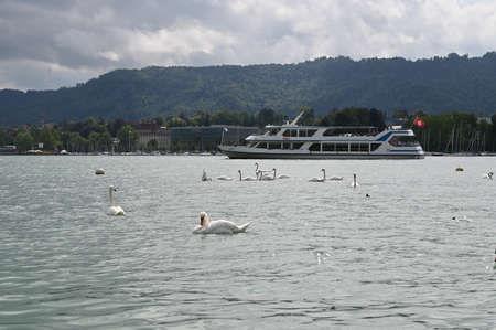 Group of white swans swimming on water.の写真素材