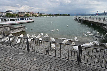 Swans on the dock in Zurich.