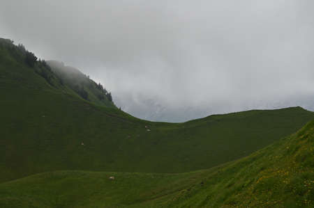 Idyllic, rural landscape with vibrant green grass on a foggy day in Switzerland.の写真素材