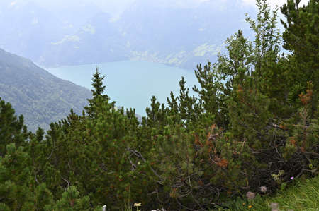 Pines and conifers in Swiss Alps, with a turquoise mountain lake in the background.の写真素材