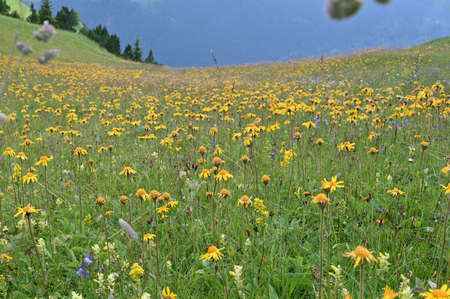 Yellow wild flowers on summer mountain slope in Alps, Switzerland.の写真素材