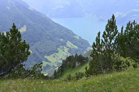 Hills with pine-trees and a blue, beautiful lake in the background of Swiss mountains.の写真素材