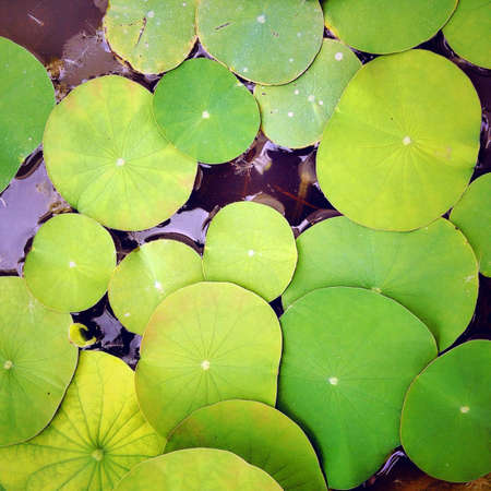 Lotus leaf in jardiniereの素材