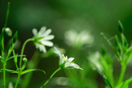 Flowerの写真素材