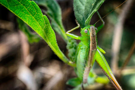 Grass Hopper Macroの写真素材