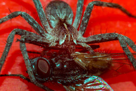Close up of a spider macro photo of a large spiderの写真素材