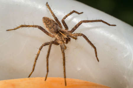 Close up of a spider macro photoの写真素材