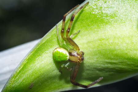 Close up of spider macro photo insectの写真素材