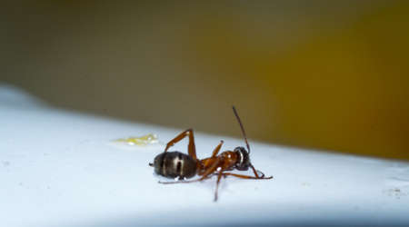 the ant floats close-up macro insect green leafの写真素材