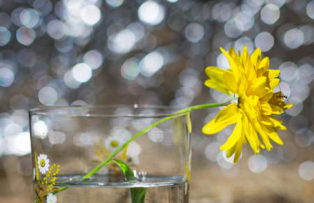 the ant floats close-up macro insect green leafの写真素材