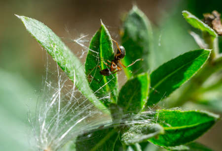 the ant floats close-up macro insect green leaf