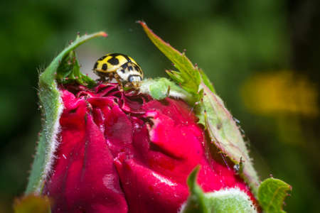 bright flowers macro photo color close upの写真素材