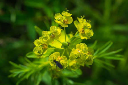 bright flowers macro photo color close up