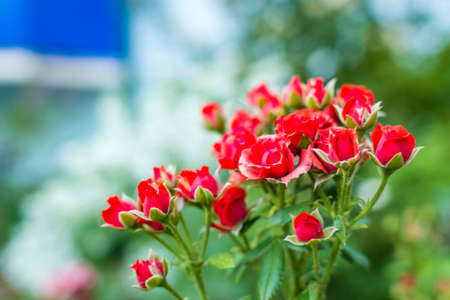 flowers summer South field amazing color loveの写真素材