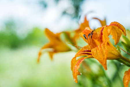 flowers summer South field amazing color loveの写真素材