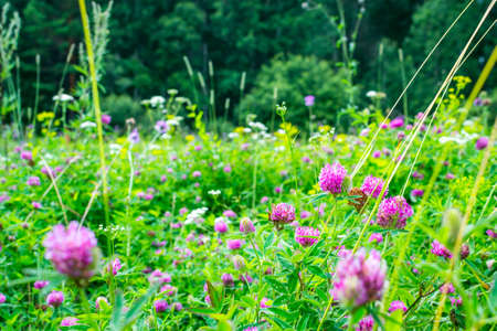 flowers summer South field amazing color loveの写真素材
