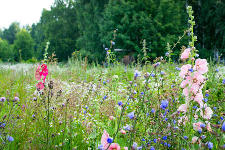 flowers summer South field amazing color loveの写真素材