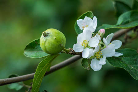 Flowers summer South field amazing color loveの写真素材