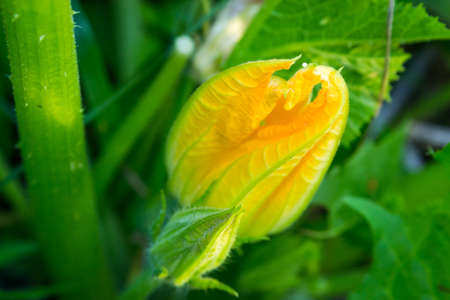 bright flowers macro photo color close upの写真素材
