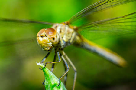 dragonfly on a grass background green close up macroの写真素材