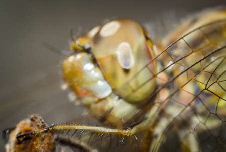 A close-up of the dragonflys head, eyes and mouthの写真素材