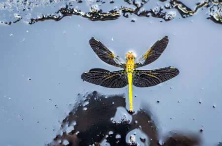 dragonfly on black background macro close upの写真素材