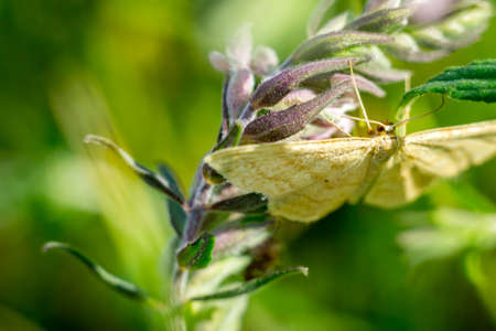 Close up of a colorful butterfly macro photo green