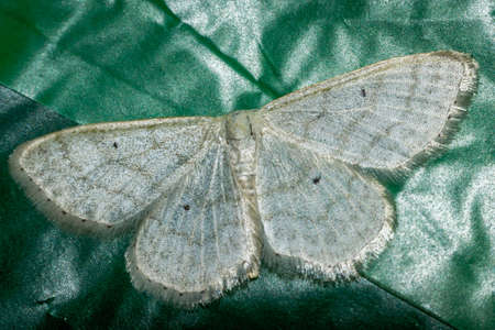 Close up of a colorful butterfly macro photo greenの写真素材