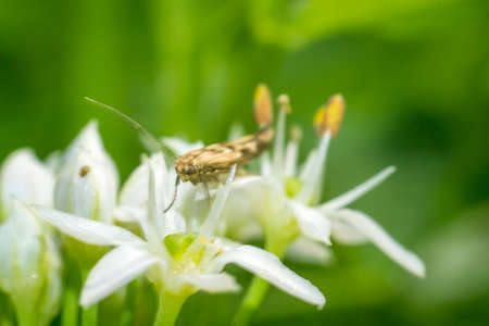 Close up of a colorful butterfly macro photo greenの写真素材