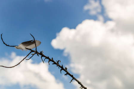 feather on a background of cloudsの写真素材