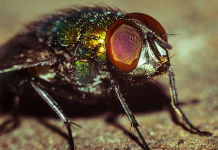 A house fly close-up portrait in the wild macro