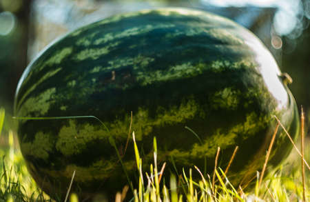 large watermelonの写真素材