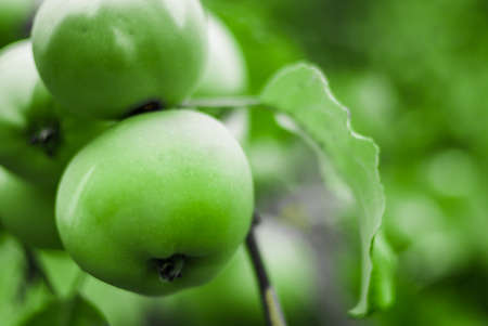 bright green apples on a branchの写真素材