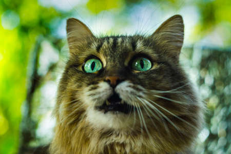 the cat looks you in the eyeの写真素材