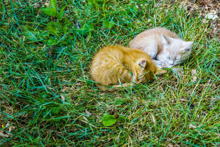 two sleeping kittenの写真素材