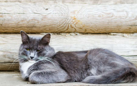 grey catの写真素材