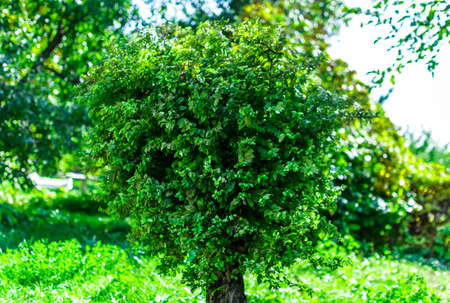 autumn leaves hdr